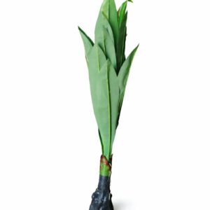 PLANTA ARTIF. PLATANO OCT25706 – CHF26