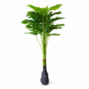 PLANTA ART. MONSTERA 1.1MTS OCT25707 – CHF26