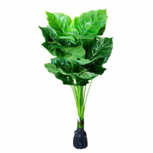 PLANTA ART. OREJA DE ELEFANTE OCT25709 – CHF26
